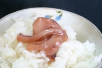 �C�J�̉��h