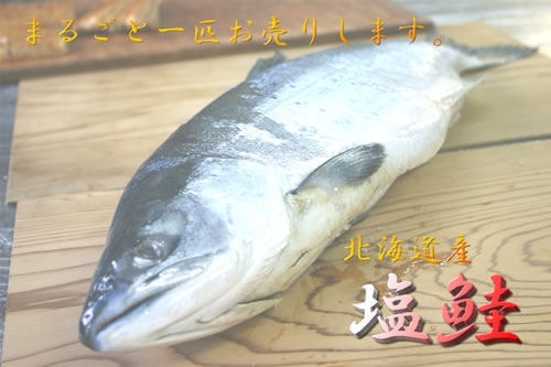 鮭