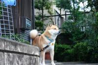 ���s�̋���