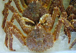 �^���o�K�j