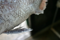 �܂���Ԃ̐H�ו��Q